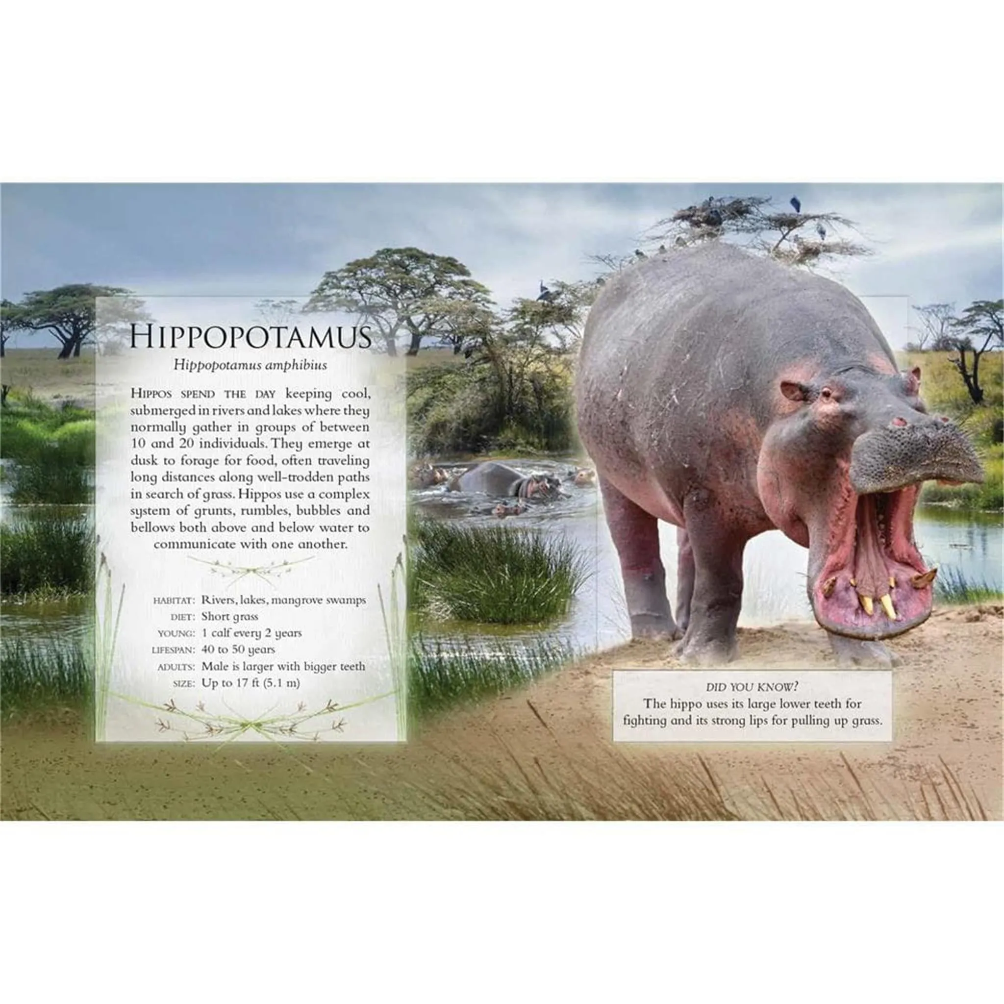 Little Book of Safari Animal Sounds - Online Only